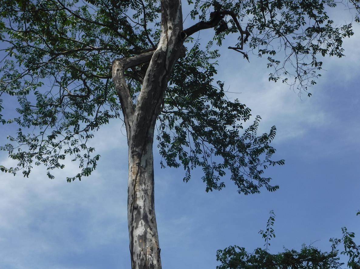 Diospyros mweroensis