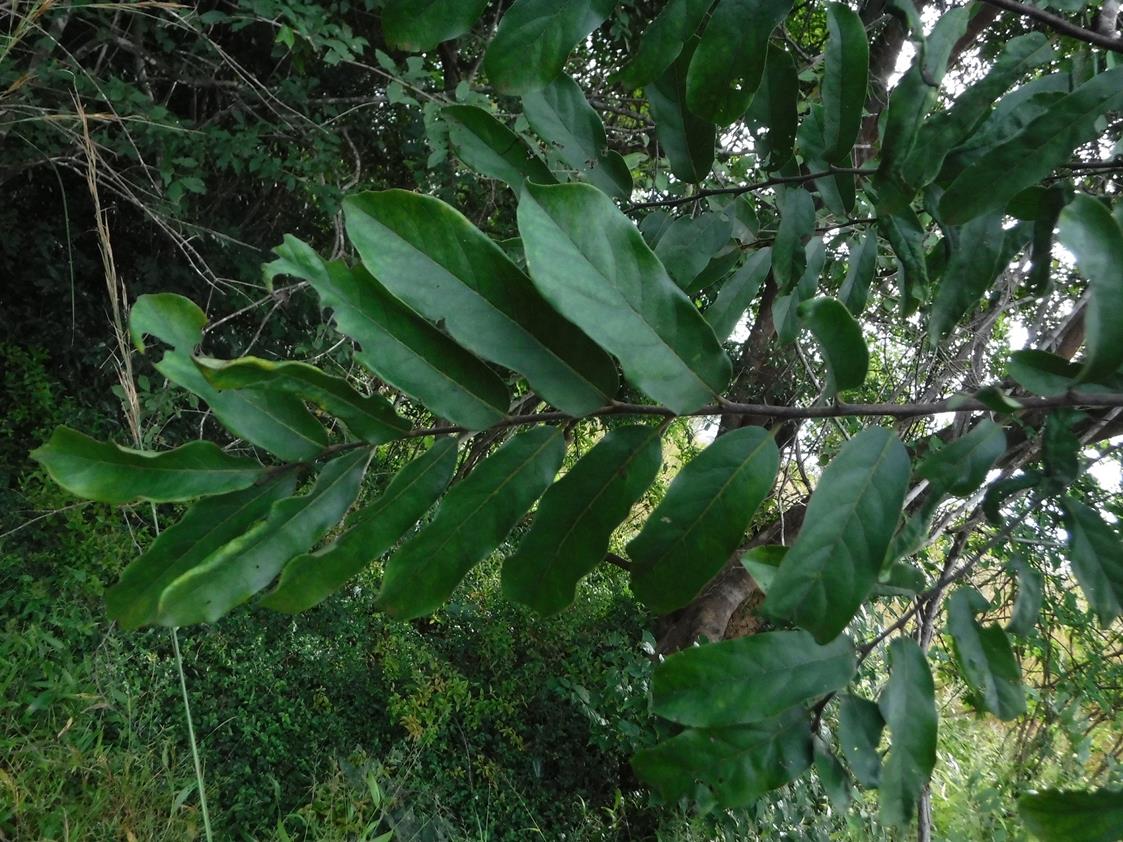 Diospyros mweroensis