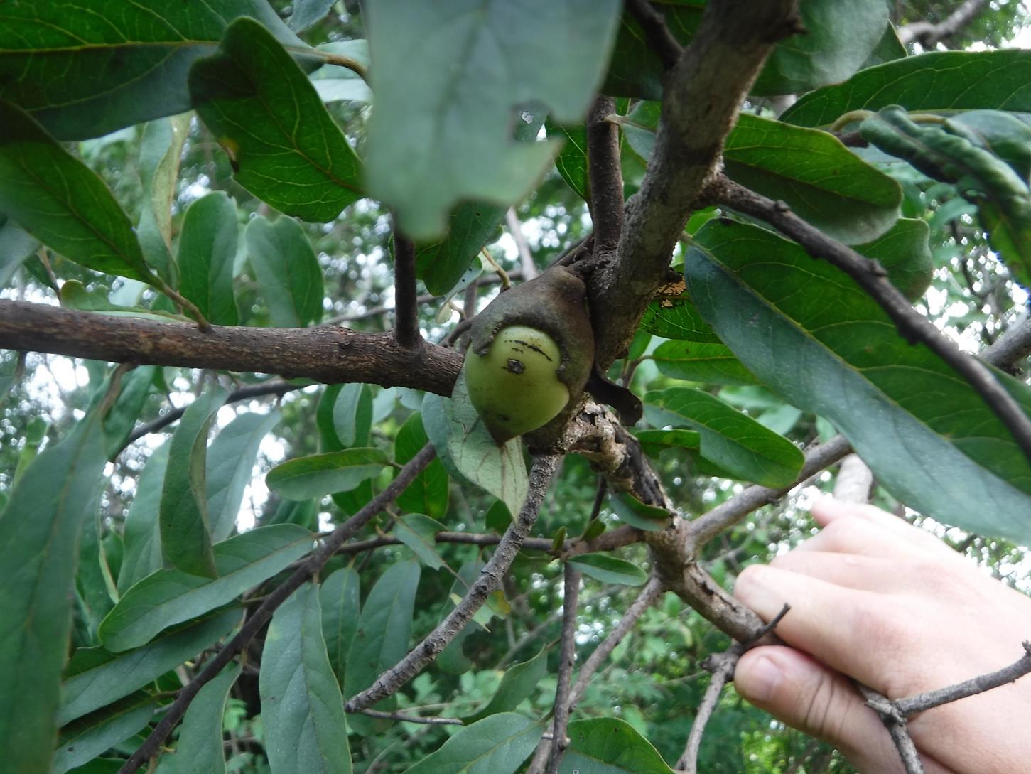 Diospyros mweroensis