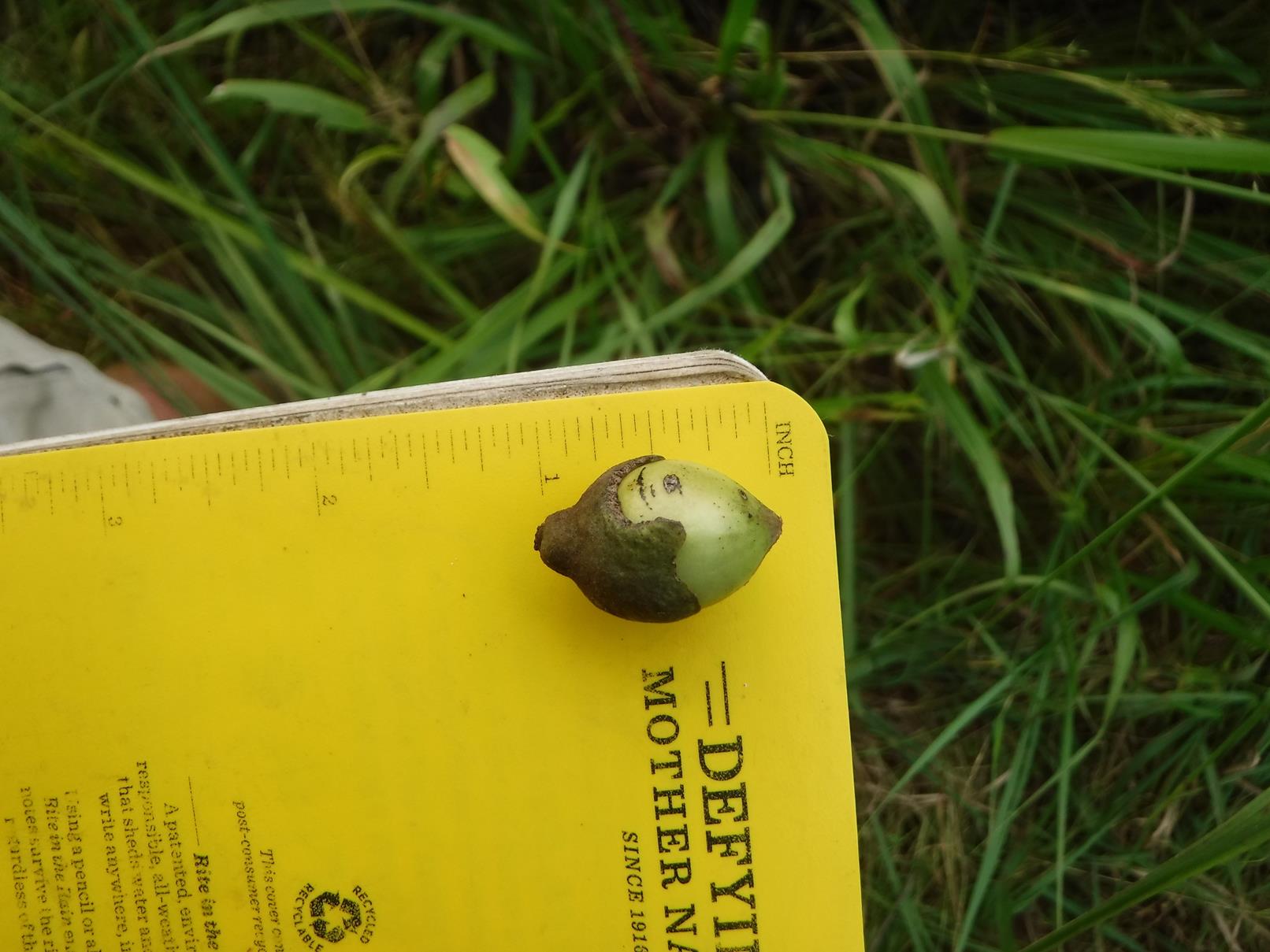 Diospyros mweroensis