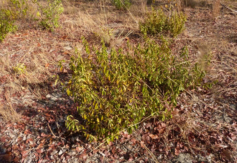 Diospyros virgata