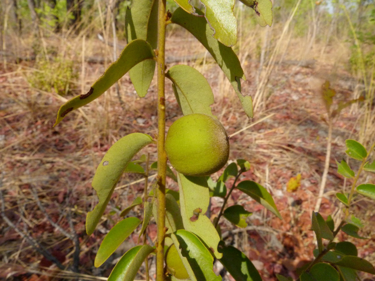 Diospyros virgata Diospyros virgata