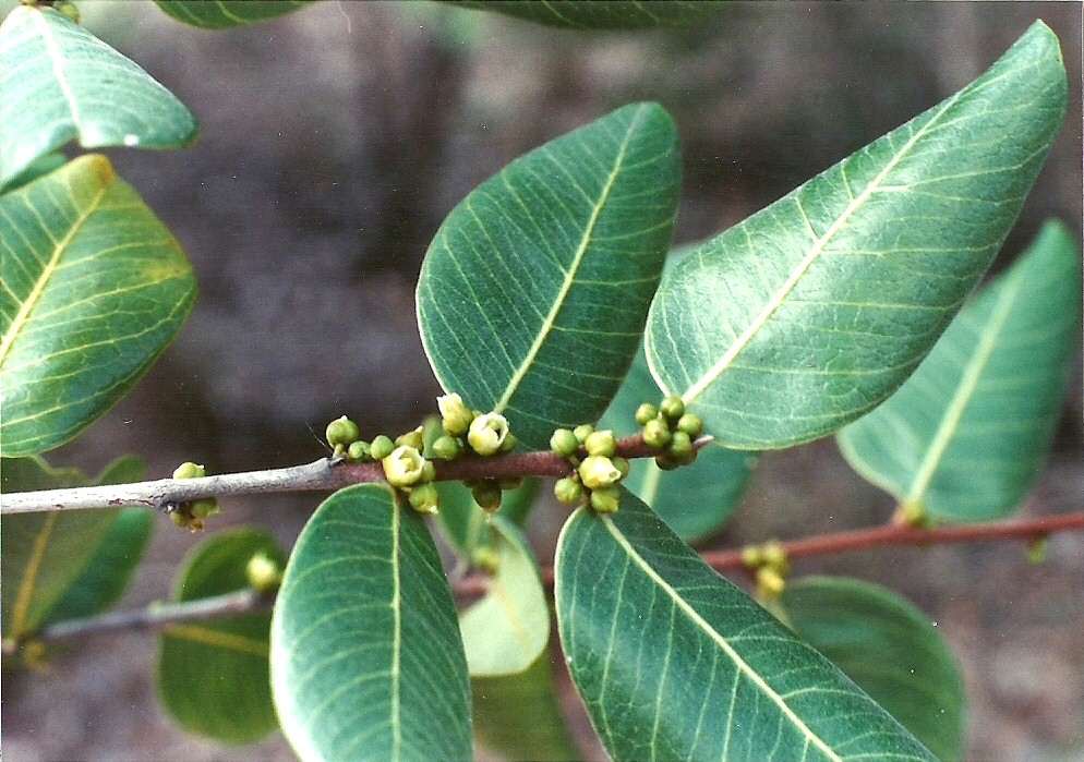 Chrysophyllum bangweolense
