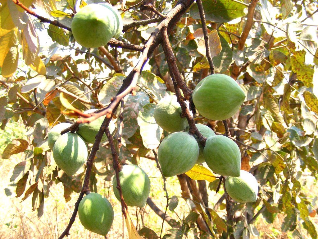 Chrysophyllum bangweolense Chrysophyllum bangweolense