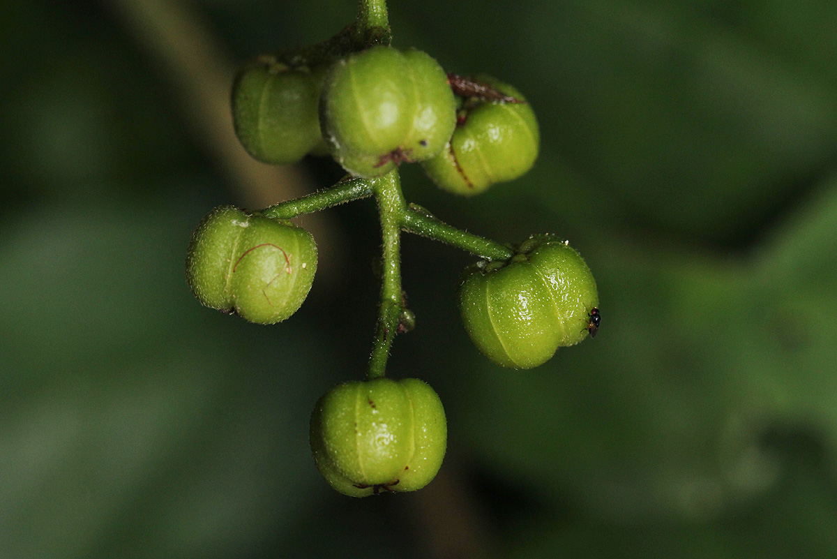 Thecacoris trichogyne