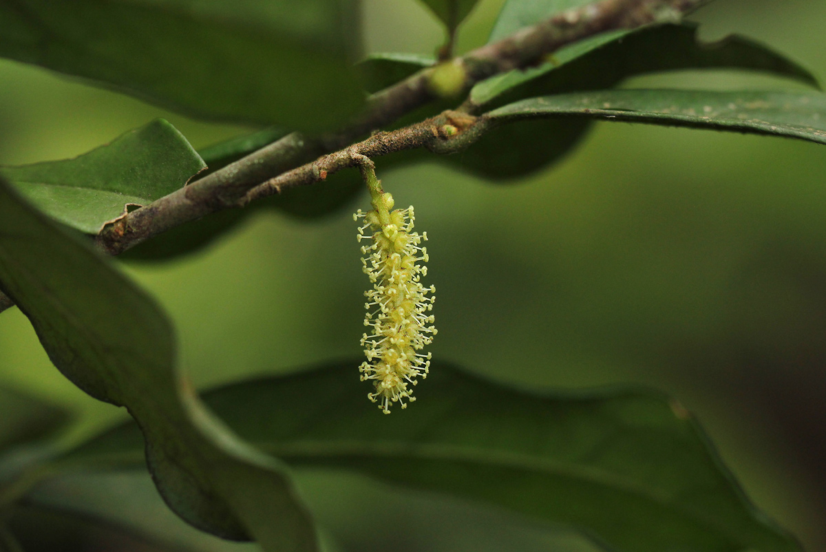 Thecacoris trichogyne