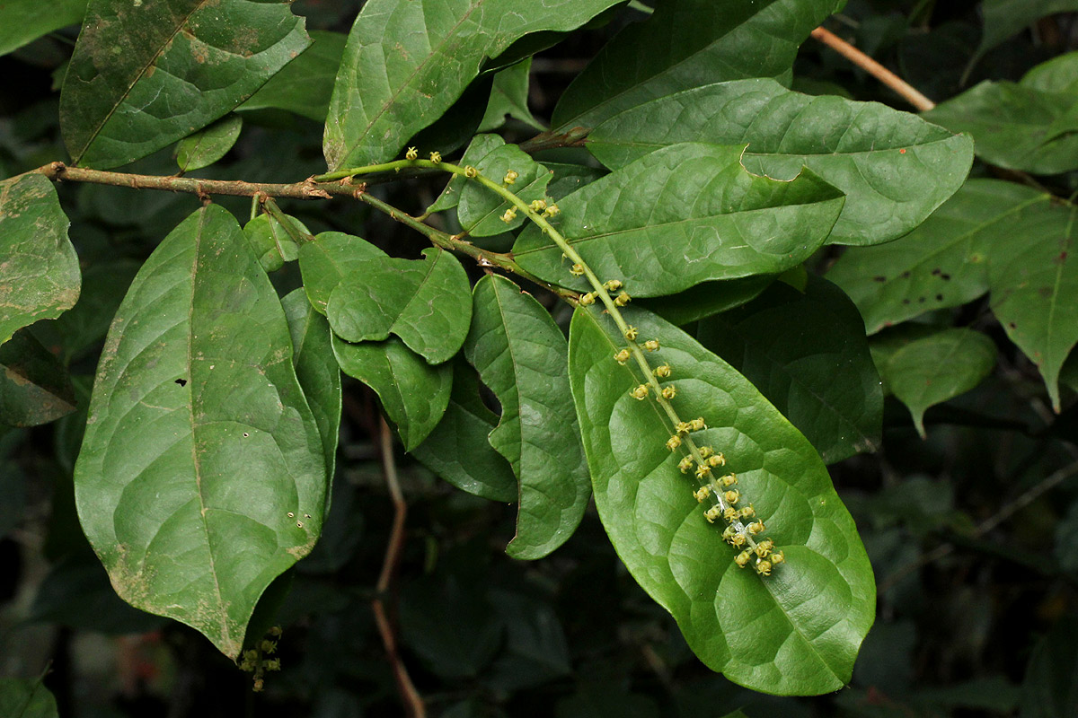 Thecacoris trichogyne