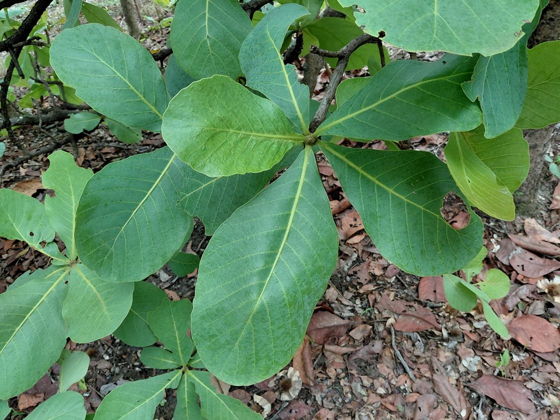 Uapaca pilosa var. pilosa