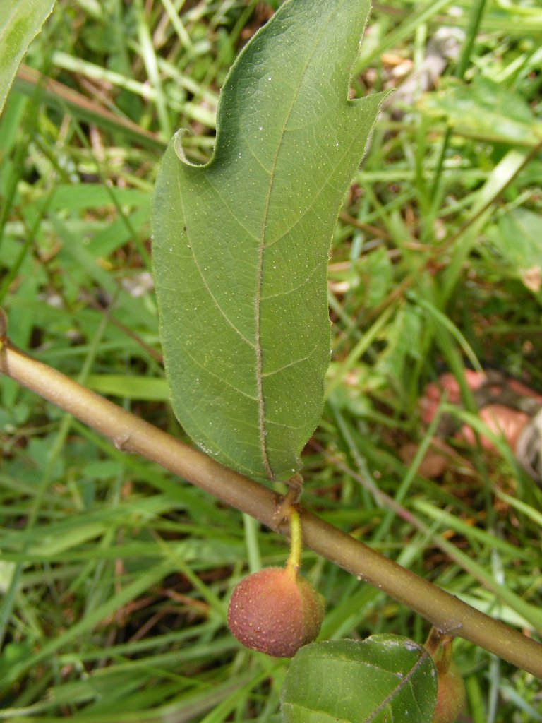 Ficus asperifolia Ficus asperifolia