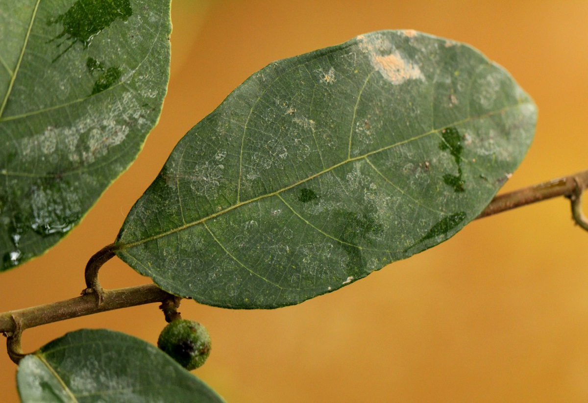 Ficus asperifolia
