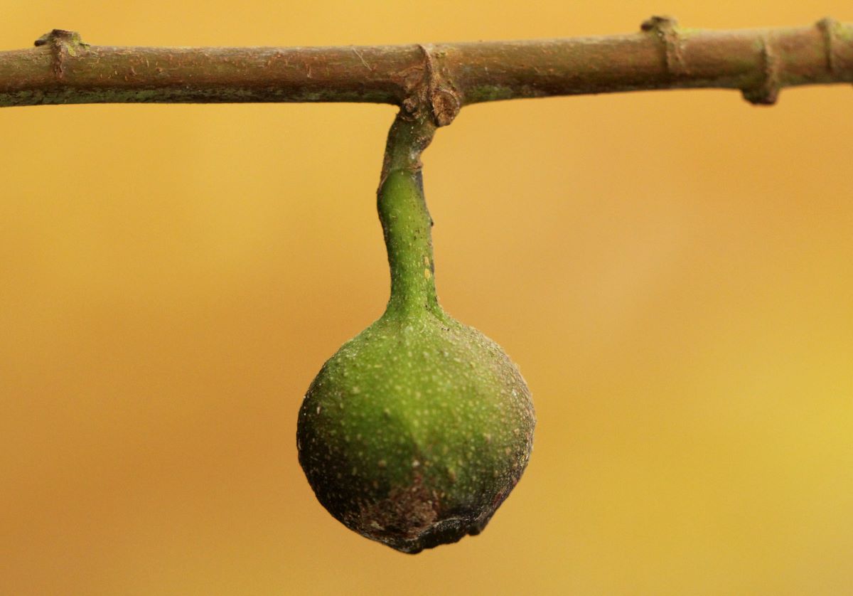 Ficus asperifolia