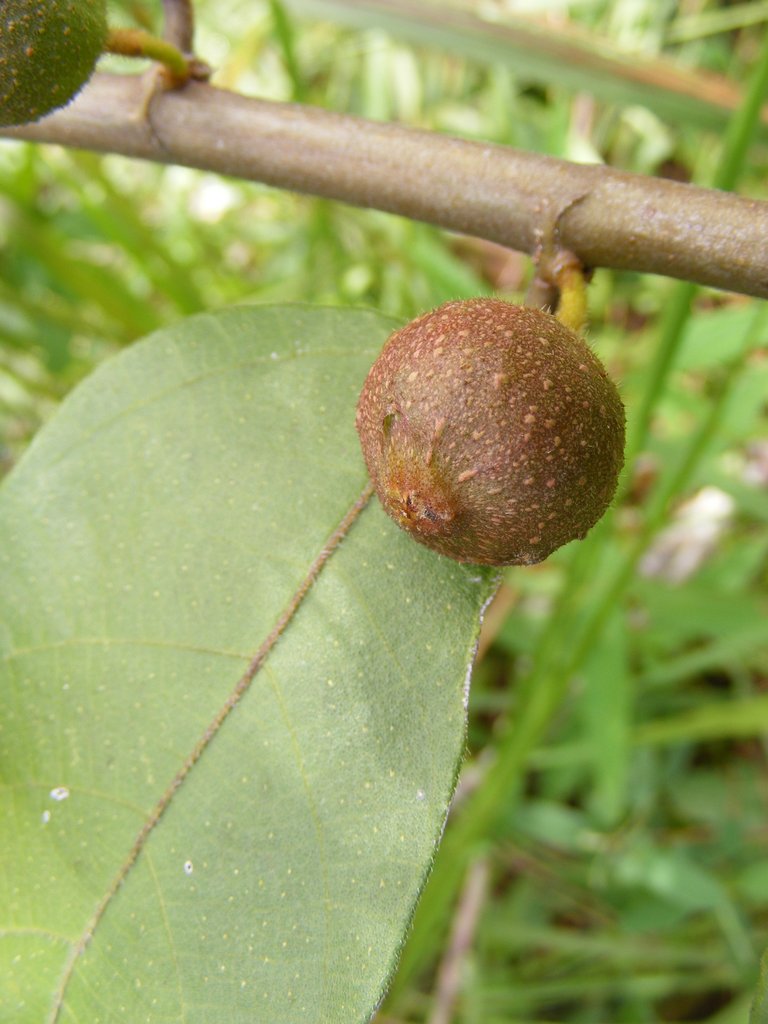 Ficus asperifolia