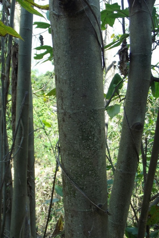 Ficus asperifolia Ficus asperifolia