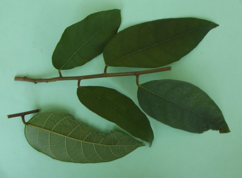 Ficus asperifolia Ficus asperifolia