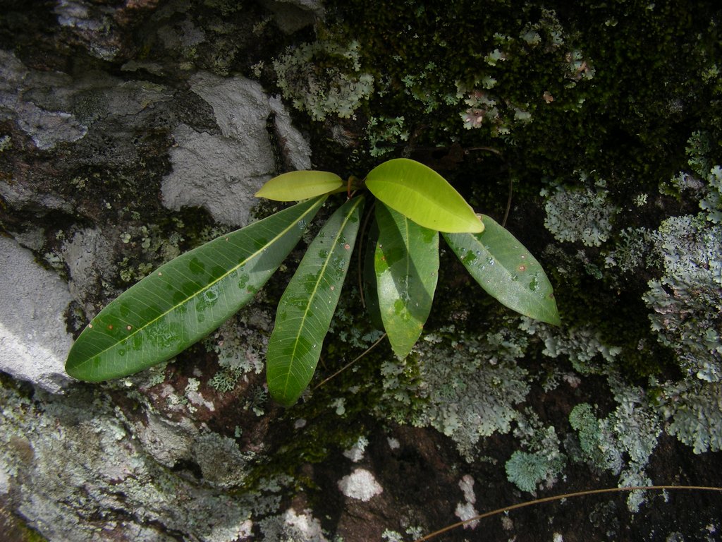 Ficus barteri