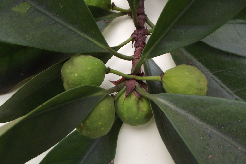 Ficus cyathistipula subsp. cyathistipula