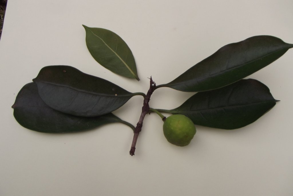 Ficus cyathistipula subsp. cyathistipula Ficus cyathistipula subsp. cyathistipula