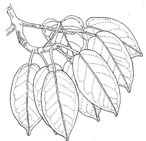 Ficus sansibarica subsp. macrosperma