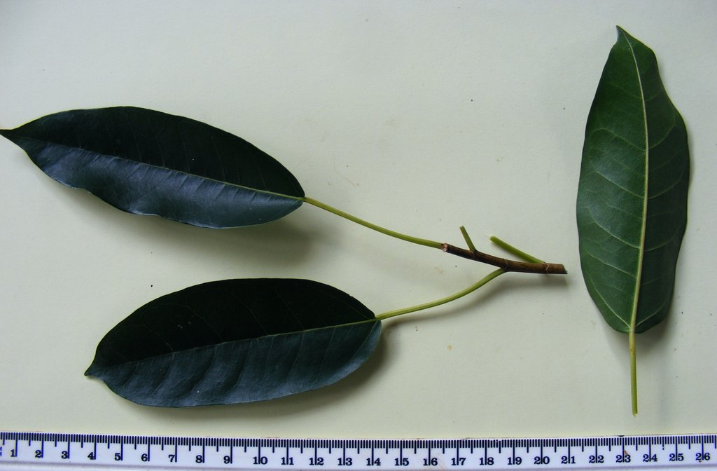 Ficus sansibarica subsp. macrosperma
