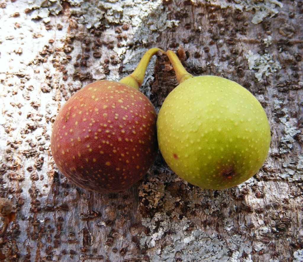 Ficus sansibarica subsp. macrosperma