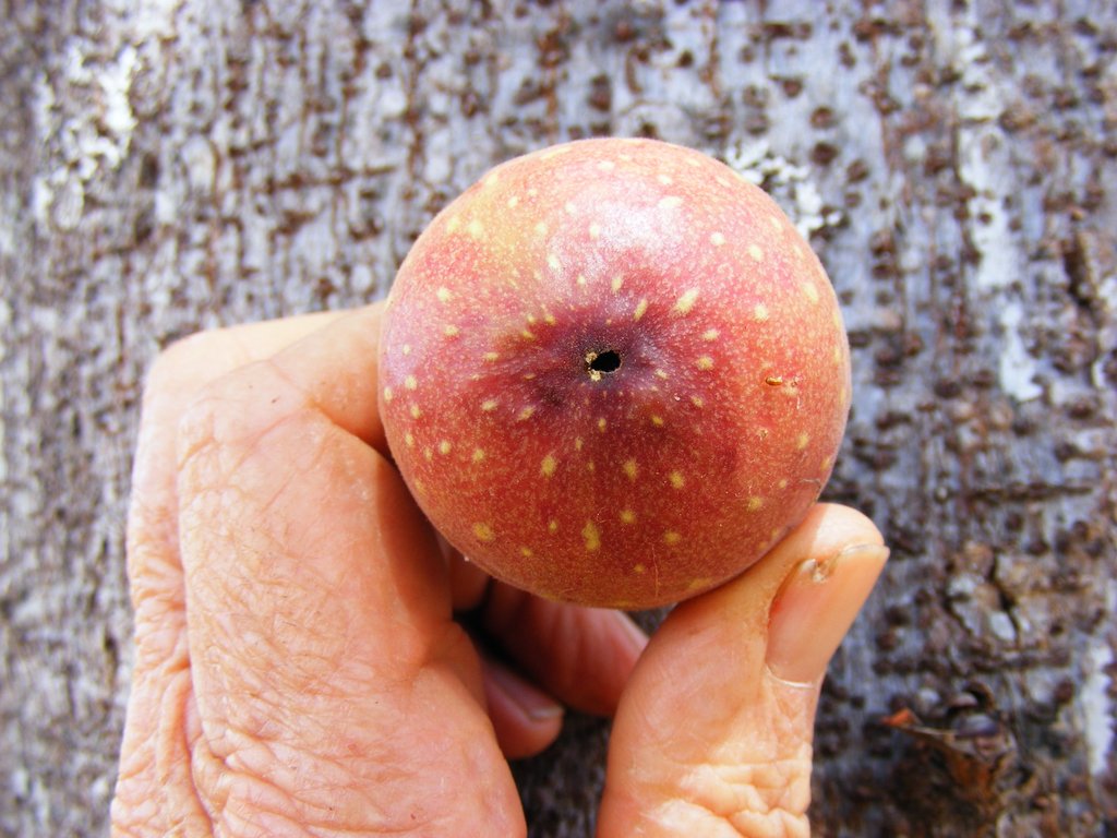 Ficus sansibarica subsp. macrosperma