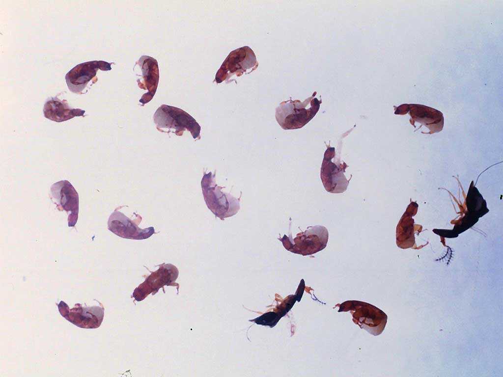 Ficus sansibarica subsp. macrosperma