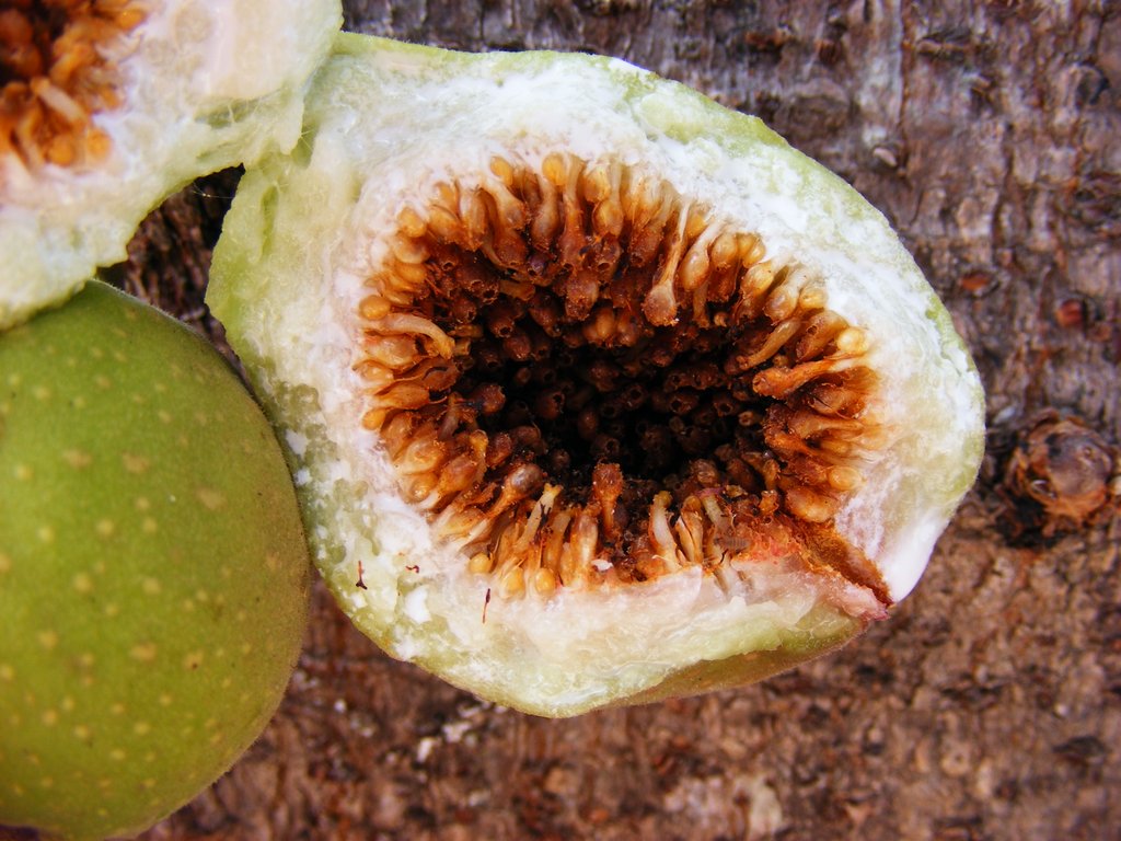 Ficus sansibarica subsp. macrosperma