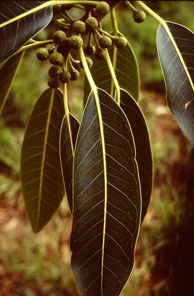 Ficus usambarensis