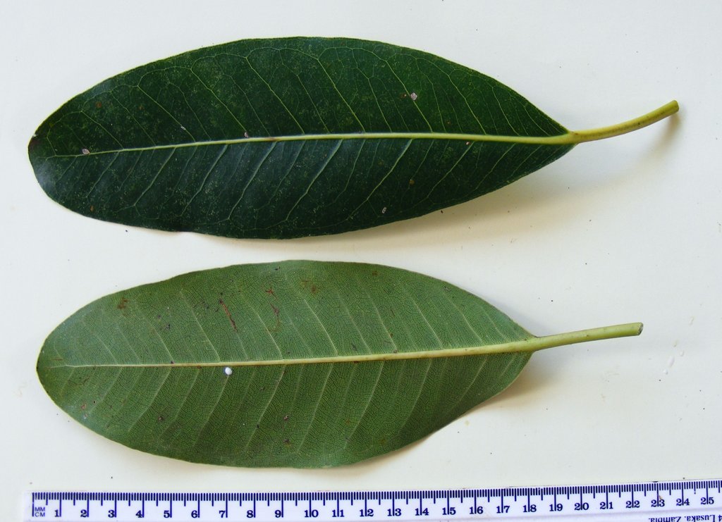 Ficus usambarensis