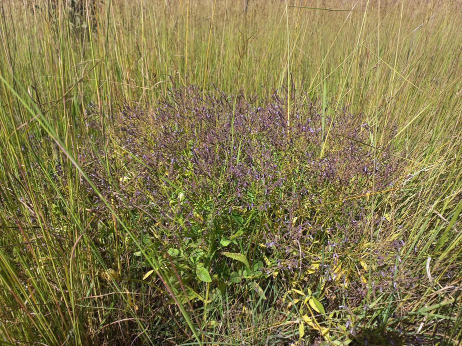 Aeollanthus suaveolens