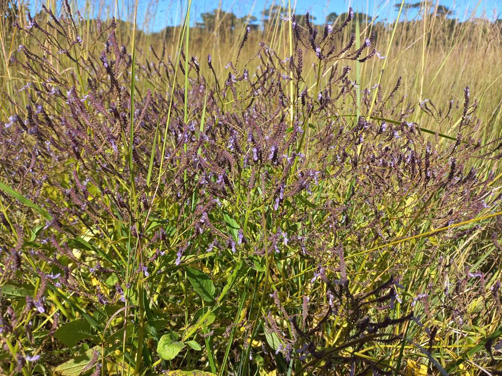 Aeollanthus suaveolens