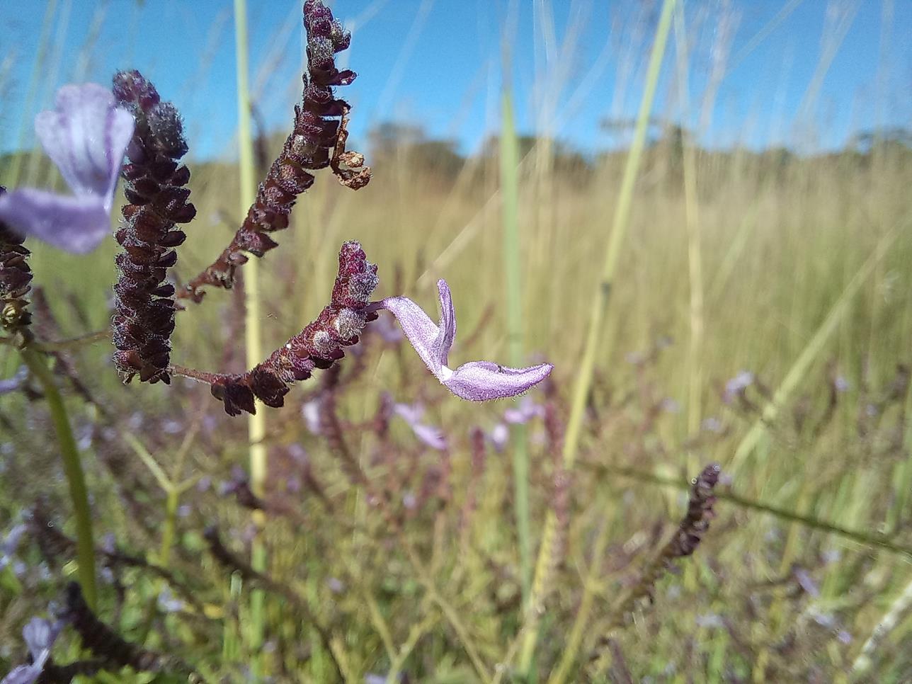 Aeollanthus suaveolens
