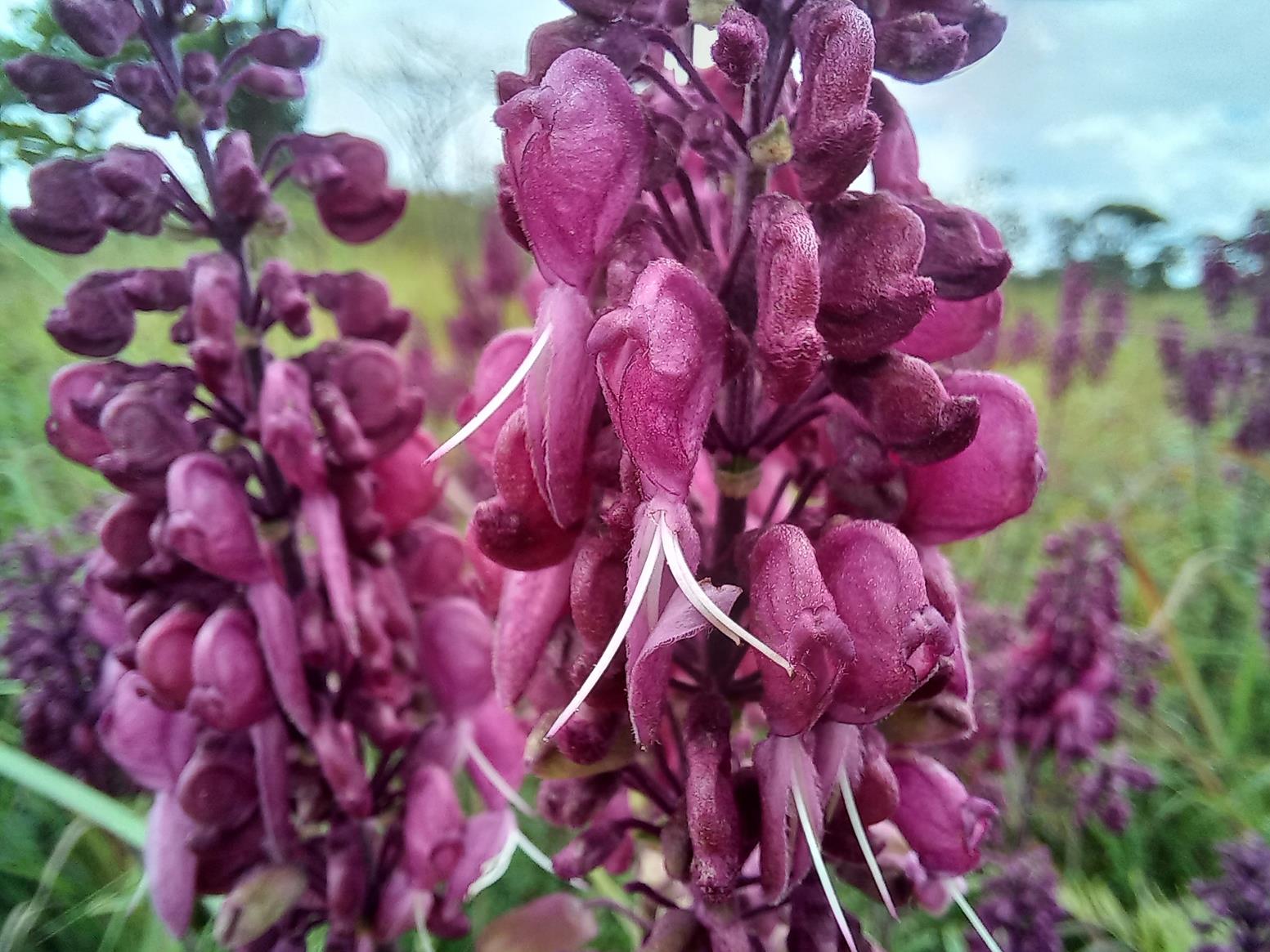 Alvesia rosmarinifolia