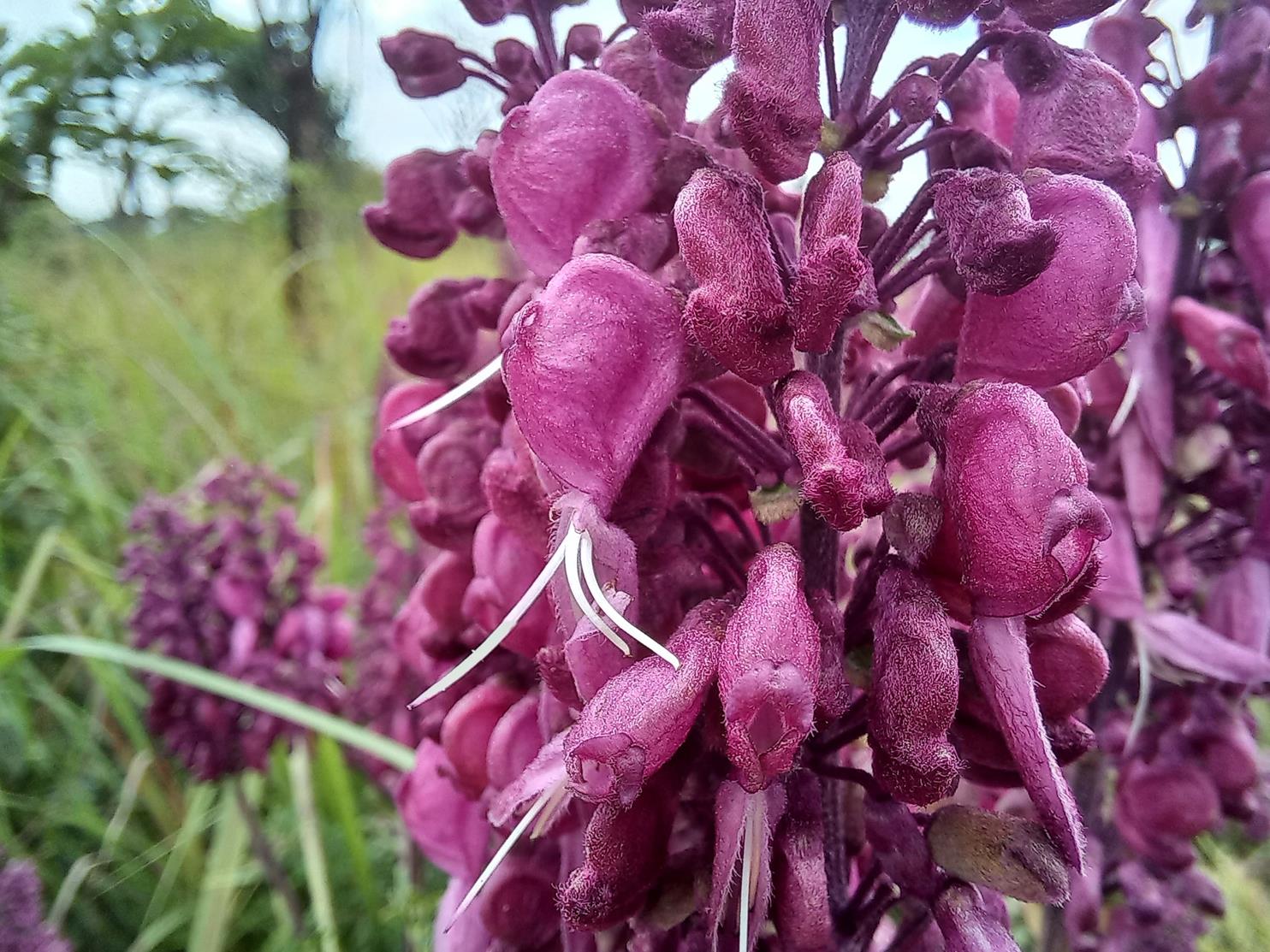 Alvesia rosmarinifolia