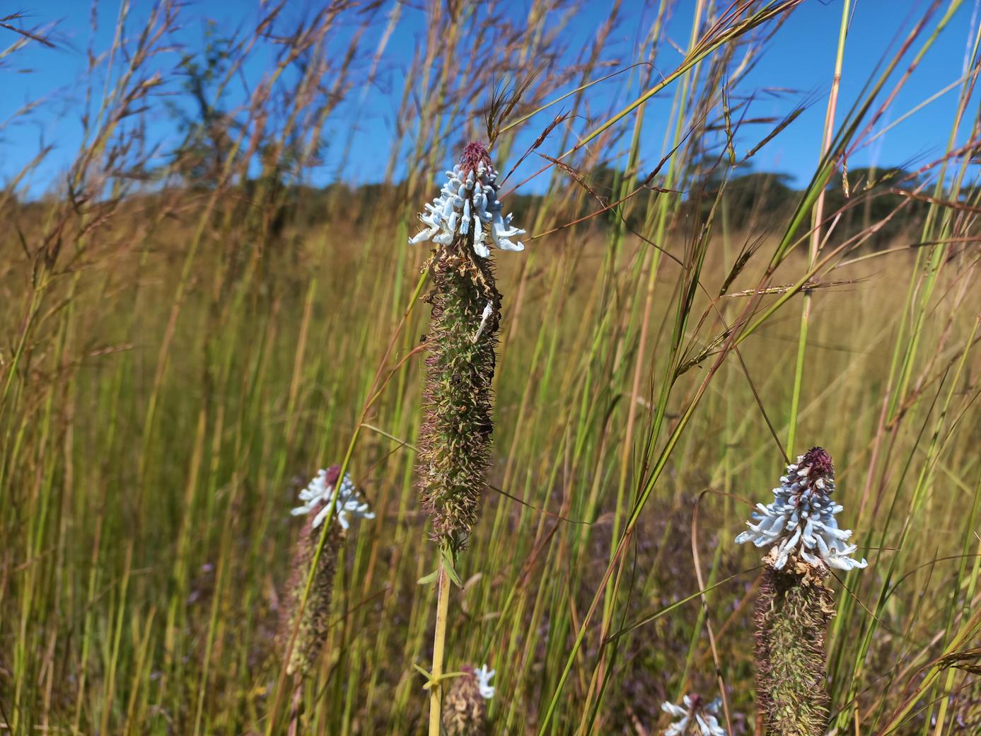 Pycnostachys ciliata