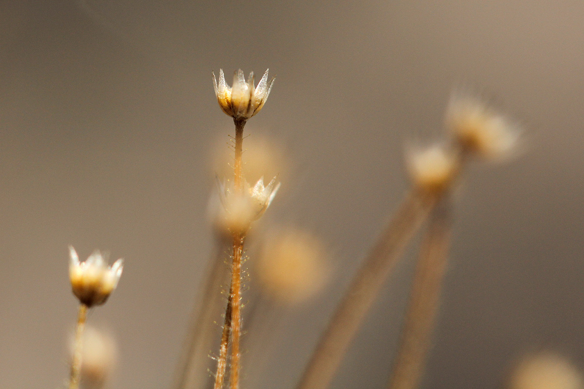 Syngonanthus welwitschii