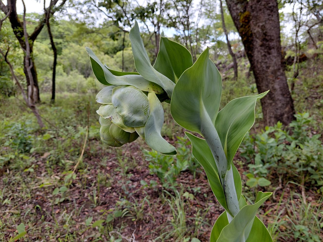 Ensete homblei Ensete homblei