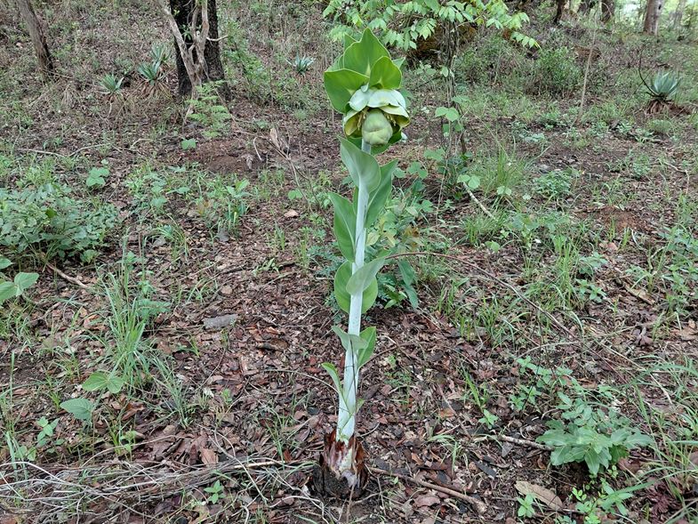 Ensete homblei Ensete homblei