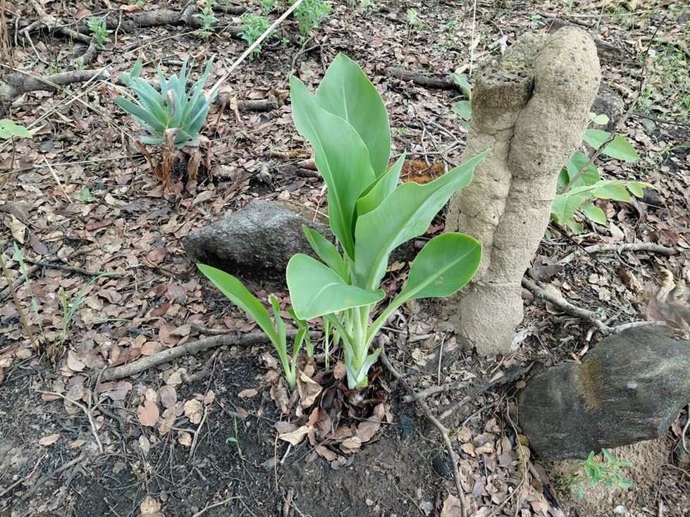 Ensete homblei Ensete homblei