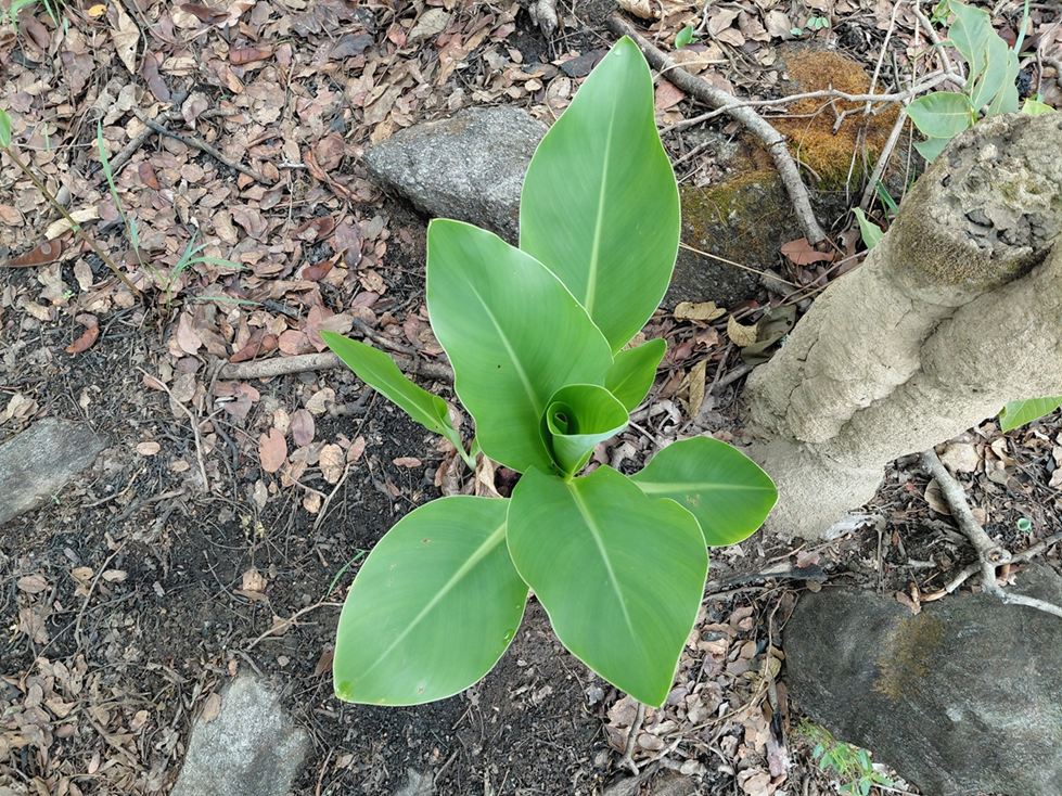 Ensete homblei Ensete homblei