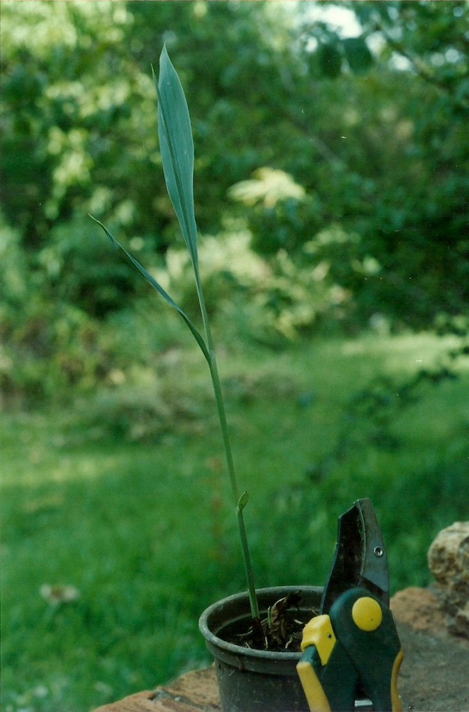 Siphonochilus parvus Siphonochilus parvus