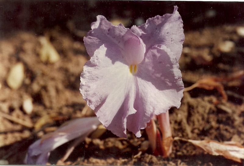 Siphonochilus parvus