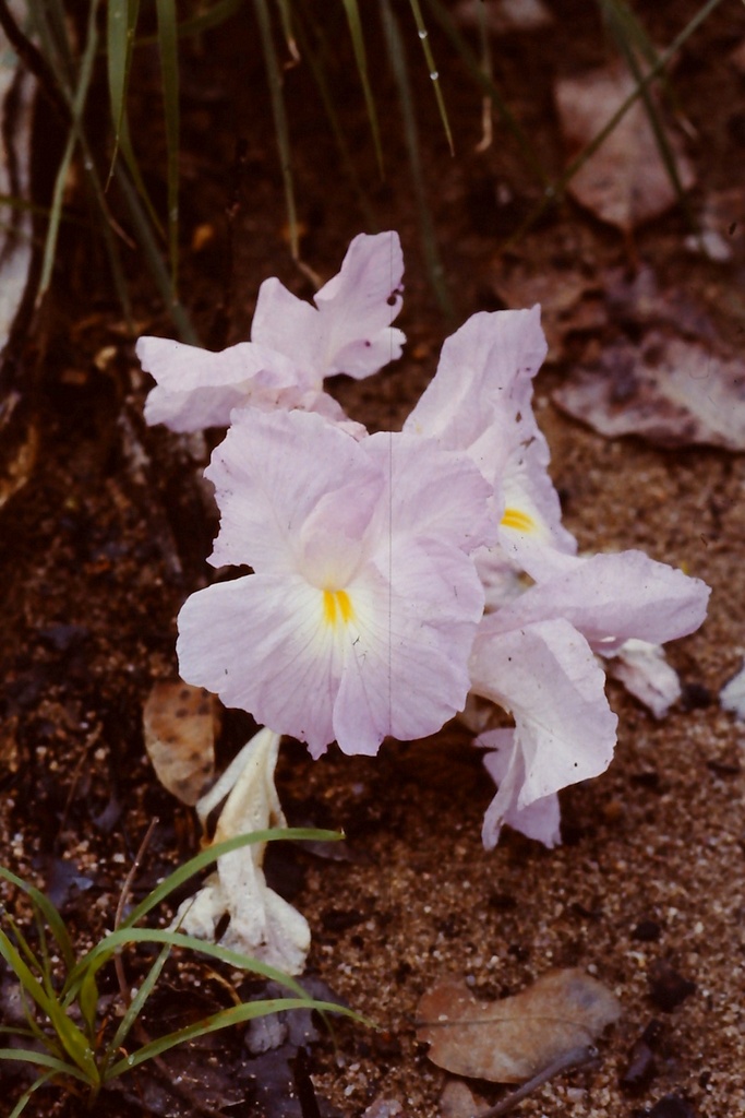 Siphonochilus parvus Siphonochilus parvus