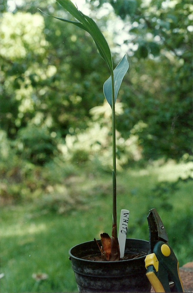 Siphonochilus rhodesicus Siphonochilus rhodesicus