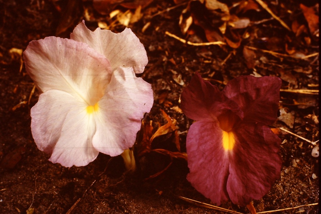 Siphonochilus rhodesicus