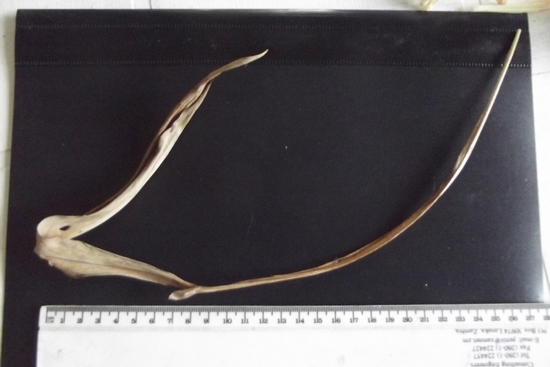 Siphonochilus rhodesicus Siphonochilus rhodesicus