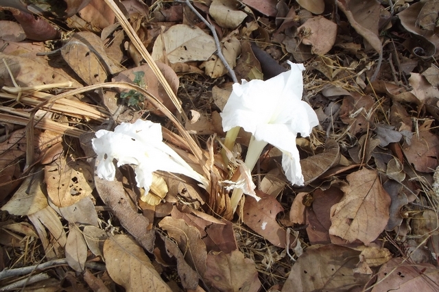 Siphonochilus rhodesicus Siphonochilus rhodesicus