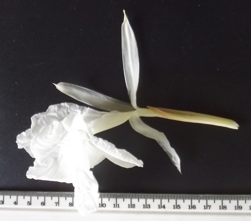 Siphonochilus rhodesicus Siphonochilus rhodesicus