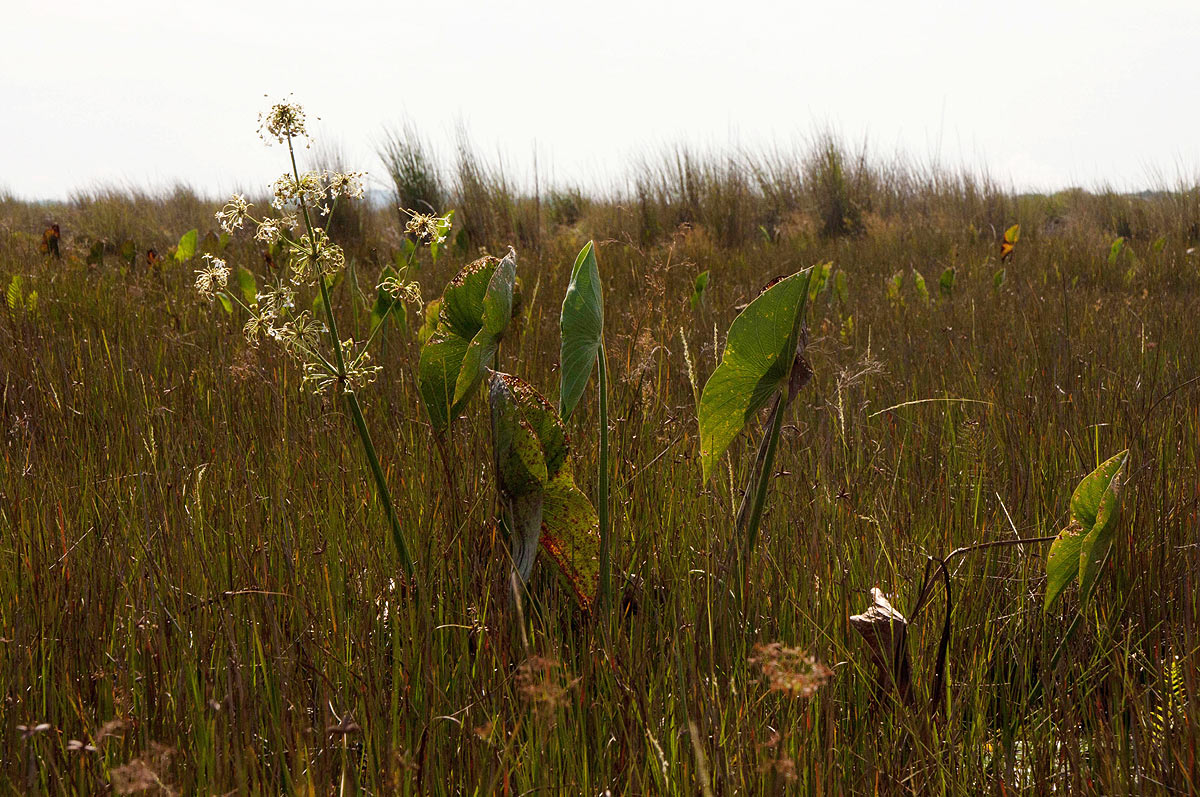 Limnophyton angolense