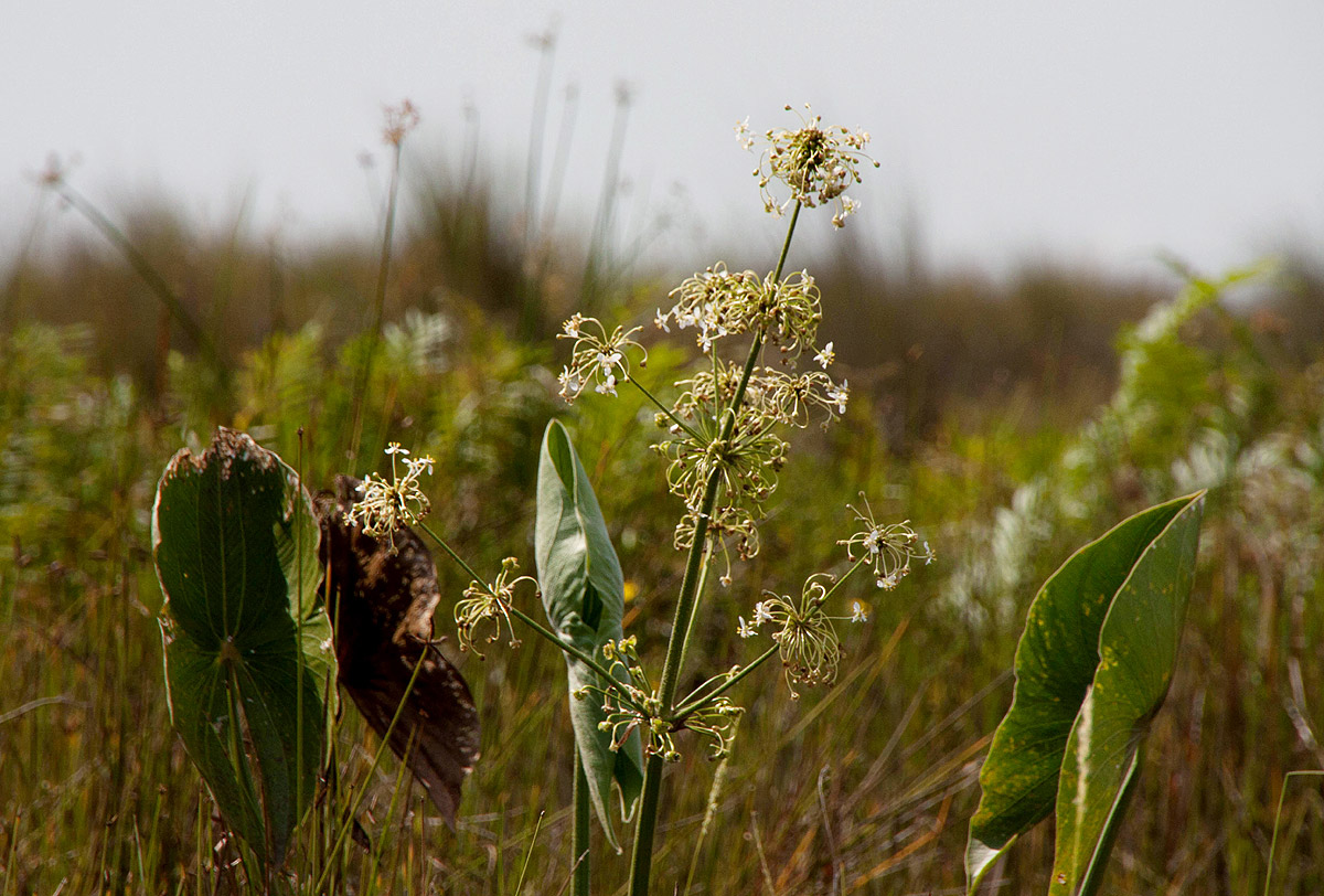 Limnophyton angolense